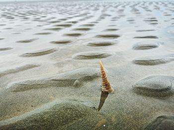 High angle view of starfish on beach