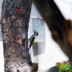 Close-up of bird perching on tree trunk