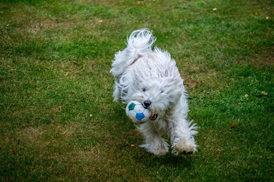 High angle view of white dog running with ball on grass