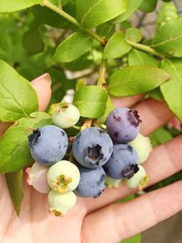 fruit