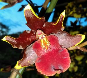 Close-up of wet red flower