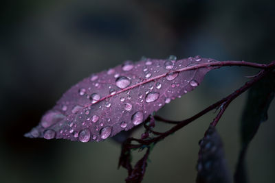 Close-up of raindrops on purple flower