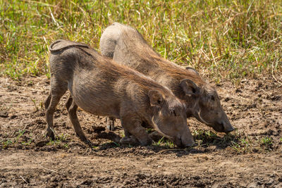 Two common warthog kneel grazing in grass