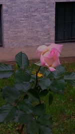 Close-up of pink rose blooming outdoors