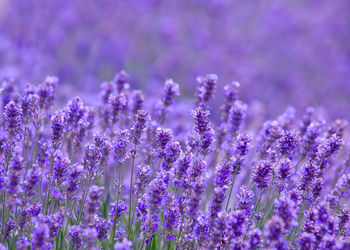 Close-up of purple flowers growing on field