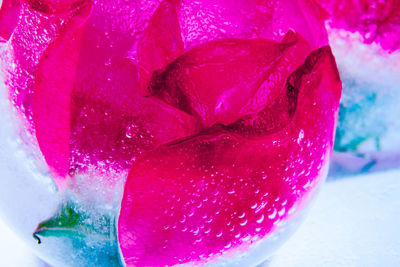 Close-up of water drops on pink rose