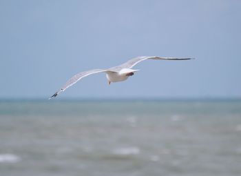 Close-up of bird flying over sea against clear sky