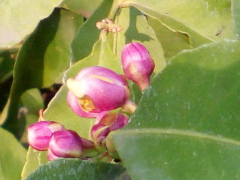 Close-up of pink flowers blooming outdoors