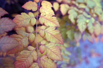 Close-up of green leaves