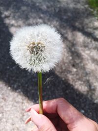 Close-up of dandelion flower