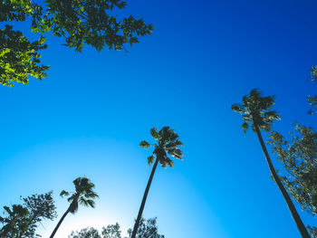 Low angle view of coconut palm trees against clear blue sky