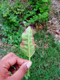 Midsection of person holding plant