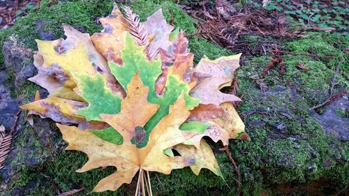 High angle view of maple leaf on field