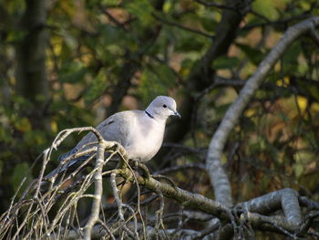 Close-up of bird perching on branch