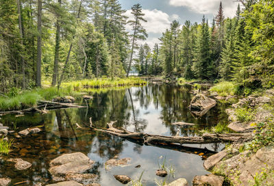 Scenic view of lake in forest