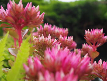 Close-up of pink flowers blooming outdoors