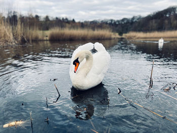 Swan swimming in lake