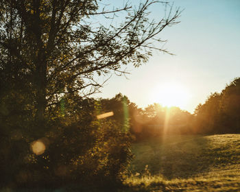 Sunlight streaming through trees on field against sky at sunset