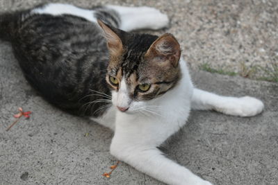 High angle view of cat lying on street