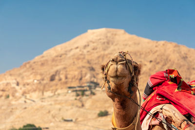 View of a camel on desert