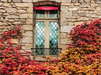 Flowers on window of building