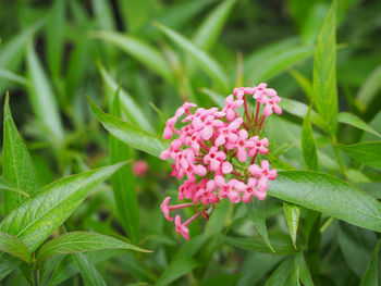 Close-up of pink flowers blooming outdoors