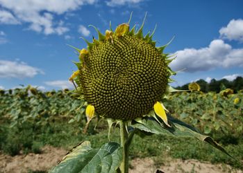 Close-up of sunflower on field against sky