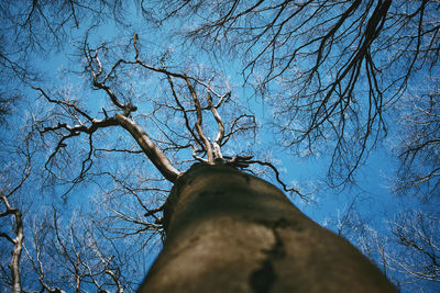 Low angle view of bare tree against blue sky