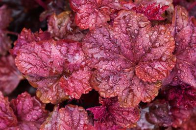 Full frame shot of pink flowering plant