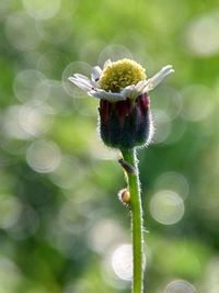 Close-up of flower bud