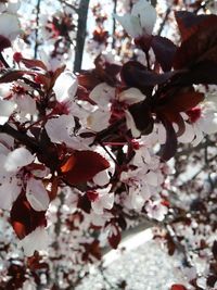 Low angle view of pink flowers blooming in park