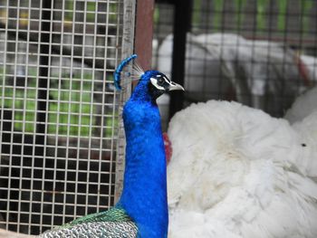 Close-up side view of a peacock