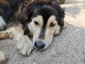 Close-up portrait of a dog