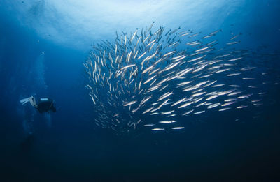 View of fish swimming in sea