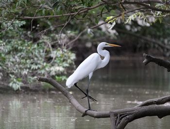 High angle view of gray heron perching on tree by lake