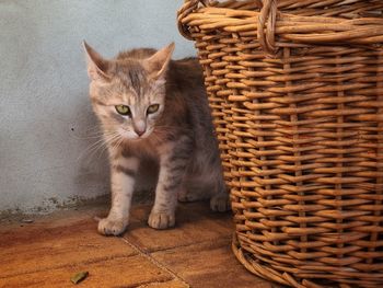 Portrait of cat sitting in basket