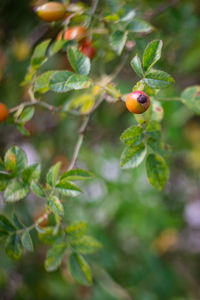 Close-up of ladybug on tree