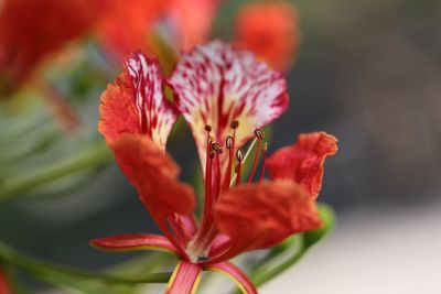 Close-up of red flower blooming outdoors