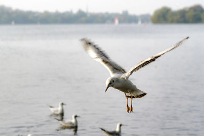 Close-up of seagull flying over lake