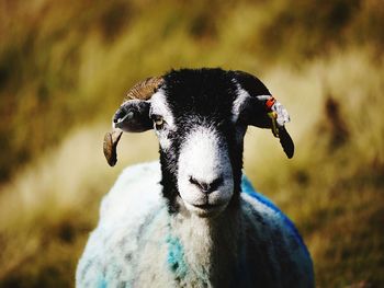 Close-up portrait of goat on land