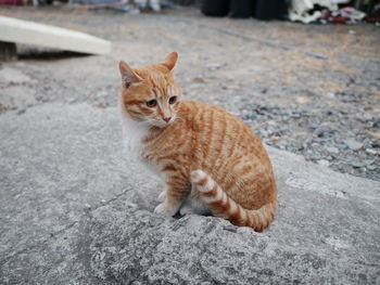 Portrait of cat sitting on street