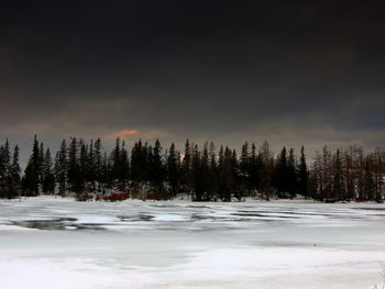 Pine trees in forest during winter