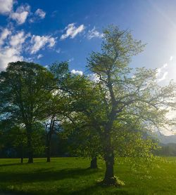 Trees on field against sky