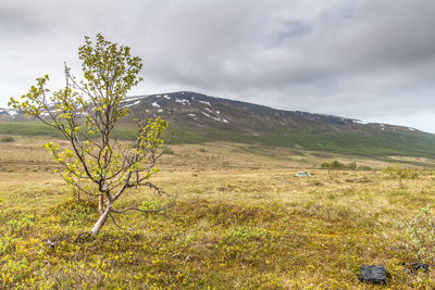 Idyllic shot of green landscape against cloudy sky