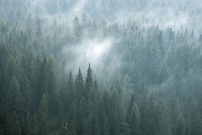 Panoramic view of pine trees in forest