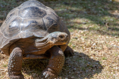 Close-up of a turtle