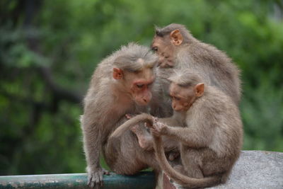 Monkey sitting outdoors