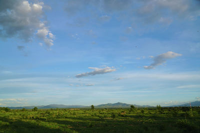 Scenic view of field against sky