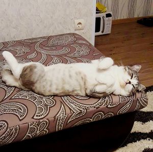 Cat lying on blanket