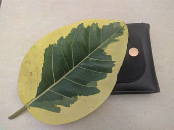 High angle view of leaves on table